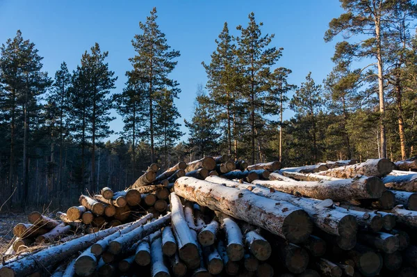 Persiapan Kayu Pinus Log Dalam Salju — Stok Foto
