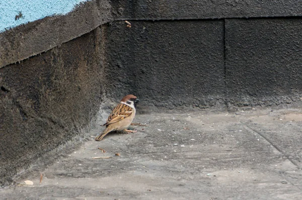 Sparrow Roof — Stock Photo, Image