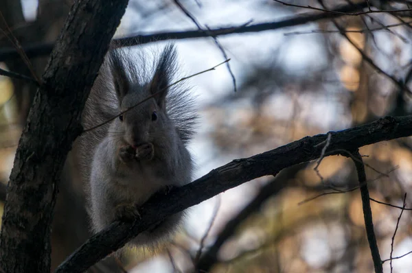 Écureuil Gris Sur Une Branche — Photo