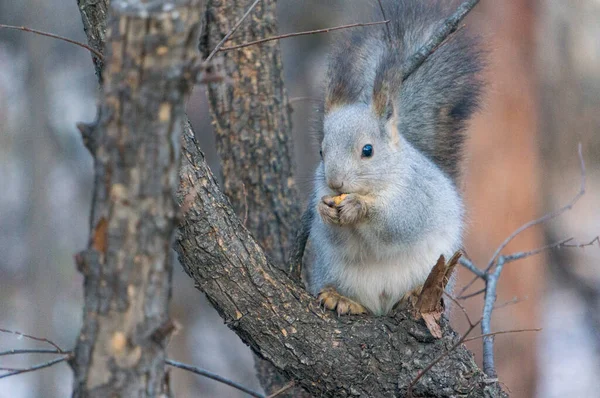 Écureuil Moelleux Gris Avec Une Noix Sur Les Branches Arbre — Photo