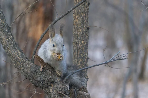 Esquilo Comendo Uma Árvore — Fotografia de Stock