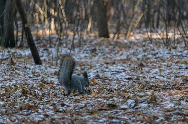 Écureuil Enterrer Nourriture Sous Les Feuilles Tombées Neige — Photo