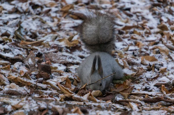 Esquilo Com Uma Cauda Fofa Primeira Neve — Fotografia de Stock