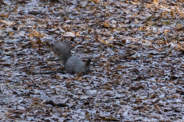 Esquilo Está Procura Comida Sob Primeira Neve — Fotografia de Stock