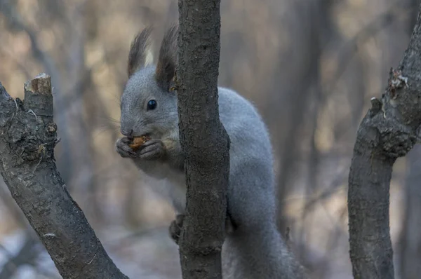 Écureuil Sur Arbre Ronge Une Noix — Photo