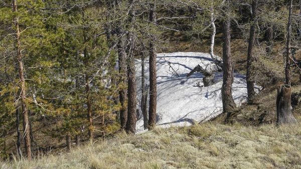 Snowdrift Primavera Madeira Descongelamento Neve — Fotografia de Stock