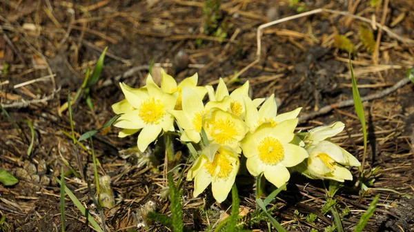 Bahar çiçekleri. Anemona pulsatilla rüya otları