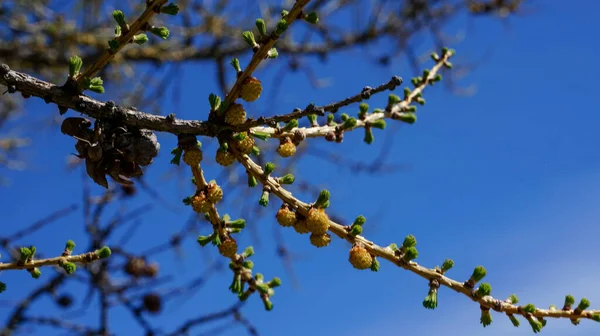 Young Kidneys Cones Larch Branch — Stock Photo, Image