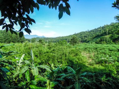 Vietnam: Dağlardaki tarlalar