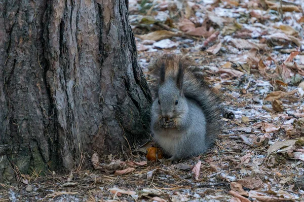 Gray Squirrel Pine — Stock Photo, Image