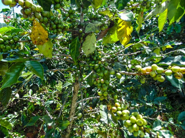 Vietnam kahvesinden hasat et. Lamdong 'da bir çiftlik.
