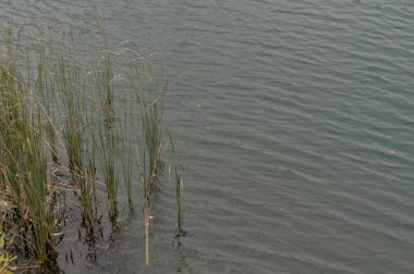 Suyun ve sazlığın arka planı