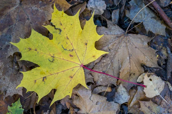 Jasny Jesienny Liść Klon Jesień Parku — Zdjęcie stockowe