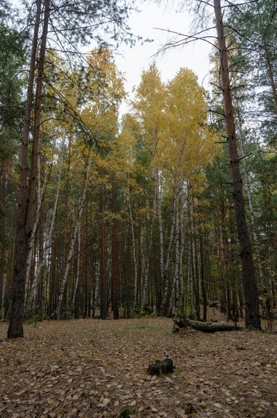 Björkar Höstskogen — Stockfoto