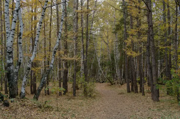Hutan Musim Gugur Rusia — Stok Foto