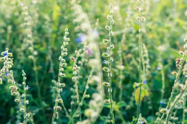 Doğa arka plan görüntüsü yeşil ve sarı tonlar