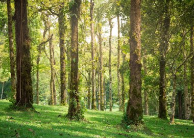 Yemyeşil yeşil park moss ile parlayan güneş ışığı ile tropikal ağaçlar için çim kaplı.