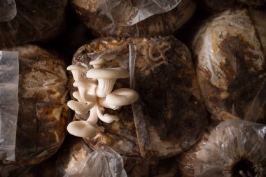 Oyster mushroom growing from a bag in dark room. clipart