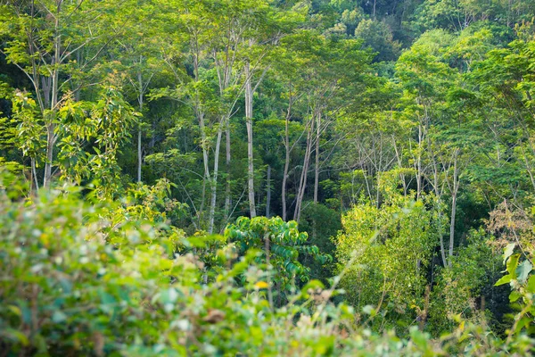Arbusto floresta intocada bonita na Ásia em uma tarde ensolarada — Fotografia de Stock