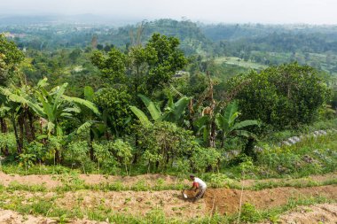 Orta Java, Endonezya : 13 Haziran 2019 - Endonezya'da çiftçi adam