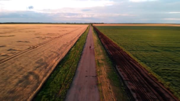 夕暮れ時の男は 黄色い小麦畑に沿って 緑のフィールドに沿って自転車に乗ります — ストック動画