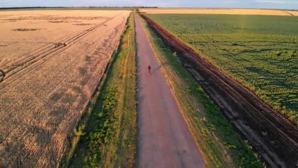 日落时分 一个人骑着自行车沿着黄色的麦田 沿着一片绿地 — 图库视频影像