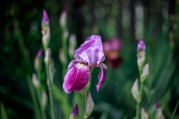 Bloeiende Paarse Irissen Een Groene Achtergrond — Stockfoto