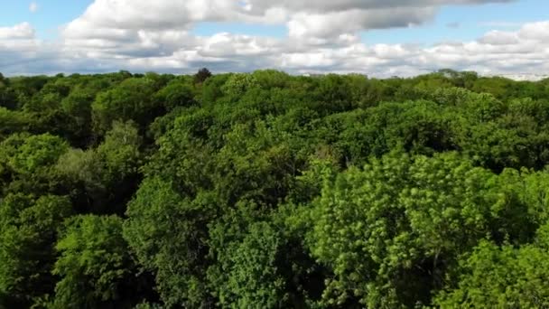 Krásný Let Přes Zelené Koruny Stromů Stromy Houpají Větru Krásné — Stock video