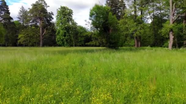 Quadrocopter Volador Bajo Sobre Campo Con Hierba Verde Flores Florecientes — Vídeo de stock