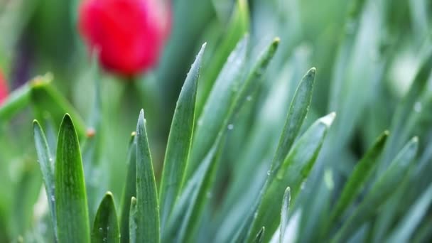 Piękny Czerwony Tulipan Tle Zielonych Liści Porusza Się Wietrze Pada — Wideo stockowe