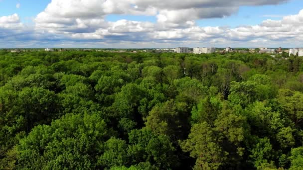 Piękny Lot Nad Zielonymi Drzewami Drzewa Kołyszą Się Wietrze Piękne — Wideo stockowe
