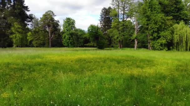 Nízko Letící Kvadrokoptéra Nad Polem Zelenou Trávou Žlutě Kvetoucími Květy — Stock video