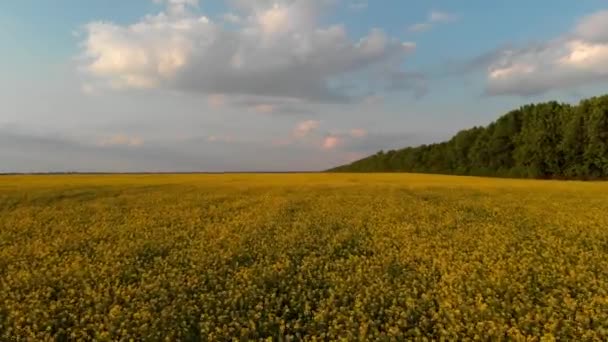 黄色の花の菜の花のフィールド上の低クワッドコプターの飛行 白い雲と美しい青空 緑の葉を持つ木 — ストック動画