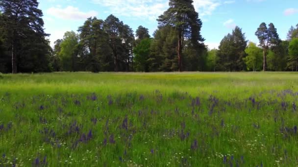 緑の草 紫色の花を咲かせるフィールド上の低空飛ぶ四分儀 公園内の美しい木 — ストック動画