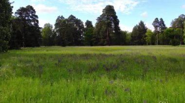 Alçak uçan kuadrokopter yeşil çimenli, mor çiçekli bir tarlada. Parktaki güzel ağaçlar.