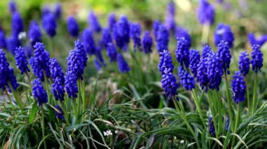 Yeşil çimen arka planında mor ve mavi çiçekler. Muscari Ermeni.