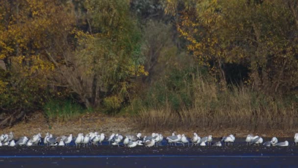 Molti Gabbiani Cacciano Pesci Nei Laghi Fiumi Canali Gabbiani Sorvolano — Video Stock