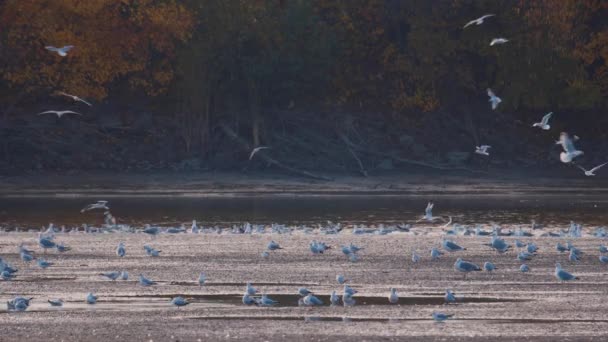 Molti Gabbiani Cacciano Pesci Nei Laghi Fiumi Canali Gabbiani Sorvolano — Video Stock