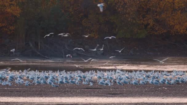 Molti Gabbiani Cacciano Pesci Nei Laghi Fiumi Canali Gabbiani Sorvolano — Video Stock