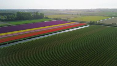 Renkli lale tarlalarının canlı bir hava manzarası. Çiçek açmış, düzenli sıralarda dizilmiş. Sarı, kırmızı, pembe ve mor renkli çizgiler Hollanda kırsalında uzanıyor. Demiryolu..