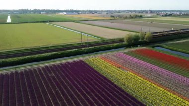 Renkli lale tarlalarının canlı bir hava manzarası. Çiçek açmış, düzenli sıralarda dizilmiş. Sarı, kırmızı, pembe ve mor renkli çizgiler Hollanda kırsalında uzanıyor. Demiryolu..