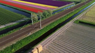 Renkli lale tarlalarının canlı bir hava manzarası. Çiçek açmış, düzenli sıralarda dizilmiş. Sarı, kırmızı, pembe ve mor renkli çizgiler Hollanda kırsalında uzanıyor. Demiryolu..