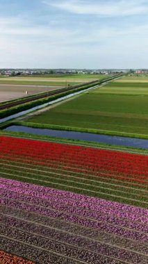 Renkli lale tarlalarının canlı bir hava manzarası. Çiçek açmış, düzenli sıralarda dizilmiş. Sarı, kırmızı, pembe ve mor renkli çizgiler Hollanda kırsalında uzanıyor. Demiryolu..