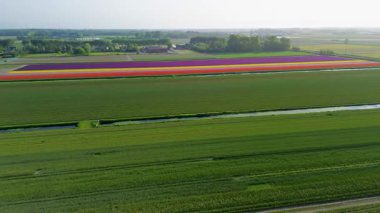 Hollanda 'nın geniş kırsal kesimlerinde yer alan renkli lale sıraları, seralar, otoparklar ve çevresindeki tarım arazileriyle dolu canlı bir çiçek çiftliğinin hava görüntüleri..