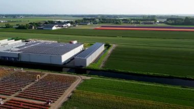 Hollanda 'nın geniş kırsal kesimlerinde yer alan renkli lale sıraları, seralar, otoparklar ve çevresindeki tarım arazileriyle dolu canlı bir çiçek çiftliğinin hava görüntüleri..