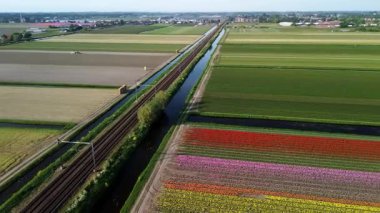 Renkli lale tarlalarının canlı bir hava manzarası. Çiçek açmış, düzenli sıralarda dizilmiş. Sarı, kırmızı, pembe ve mor renkli çizgiler Hollanda kırsalında uzanıyor. Demiryolu..