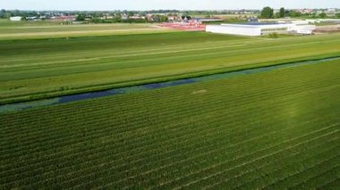 Hollanda 'nın geniş kırsal kesimlerinde yer alan renkli lale sıraları, seralar, otoparklar ve çevresindeki tarım arazileriyle dolu canlı bir çiçek çiftliğinin hava görüntüleri..