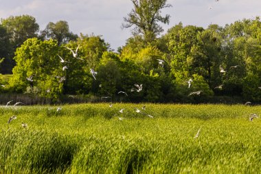 Beyaz kuşlar gökyüzünde süzülürken, yoğun yeşil sazlıklar ön planda uzanıyor. Ağaçlar yemyeşil ve bulutlu bir gökyüzü sakin doğal bir zemin oluşturuyor..