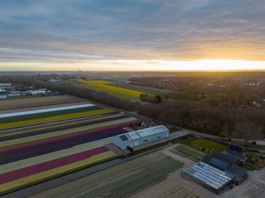 Uçsuz bucaksız çiçek tarlalarının uçsuz bucaksız manzarası kırmızı, sarı, beyaz ve yeşildir. Çiftlik evleri, bir kanal ve gün doğumunda ya da günbatımında parlayan ılık bir gökyüzü vardır..