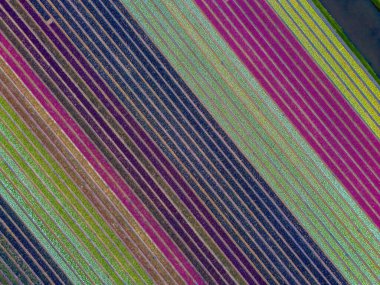 Mor, pembe, yeşil, sarı ve mavi renkli renkli çapraz alanlar kırsal alanda çarpıcı bir geometrik desen oluşturur..